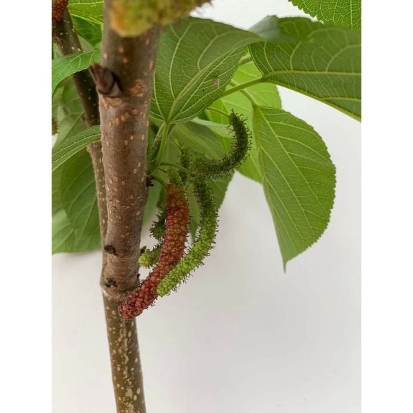 Dâu tằm Đài Loan  trái dài