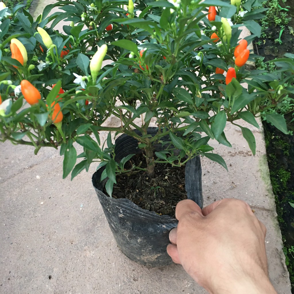 Cây Ớt Chỉ Thiên,Ớt cảnh Siêu Qủa,Siêu Cay