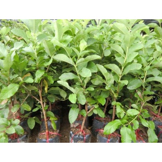 CÂY GIỐNG ỔI NỮ HOÀNG