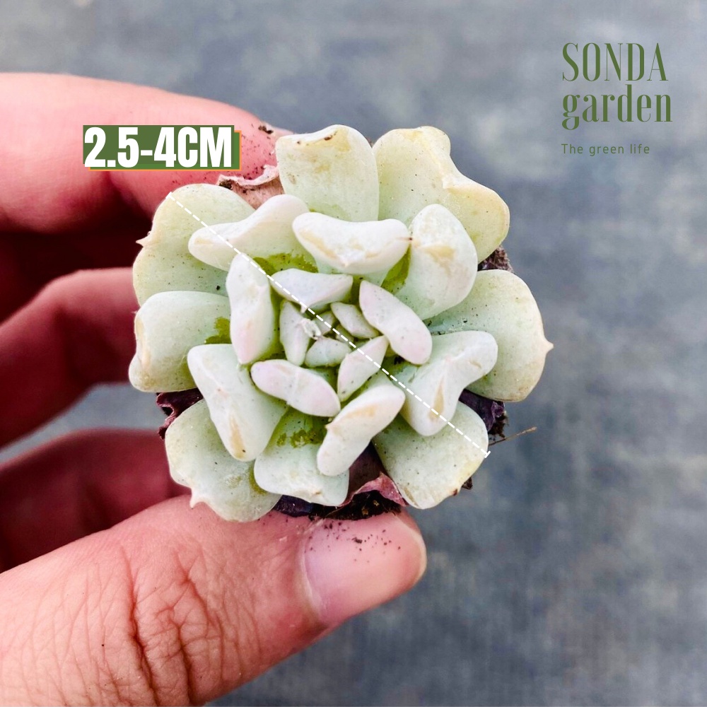 Sen đá cúc trắng SONDA GARDEN size mini 2.5-4cm, xuất xứ Đà Lạt, khoẻ đẹp, lỗi 1 đổi 1