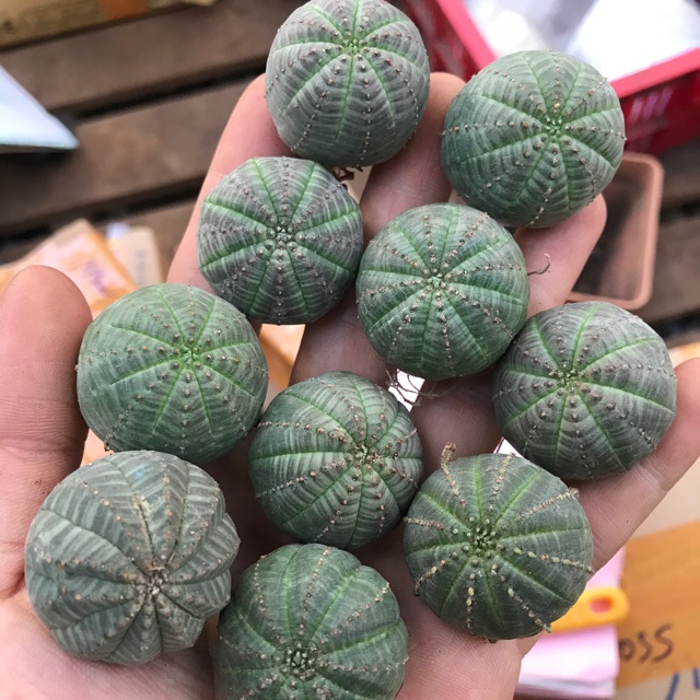 Xương rồng obesa