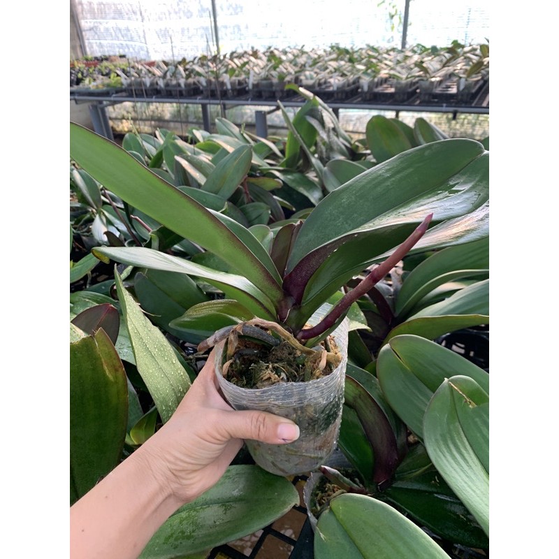 Lan hồ điệp hoa đại cây trưởng thành cho hoa vào tết