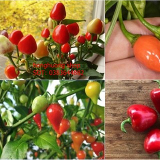 Hạt giống ớt trái tim gói 30 hạt
