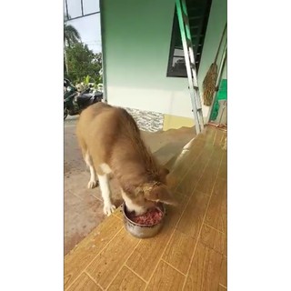 Cám Hấp Thụ cho cún mèo