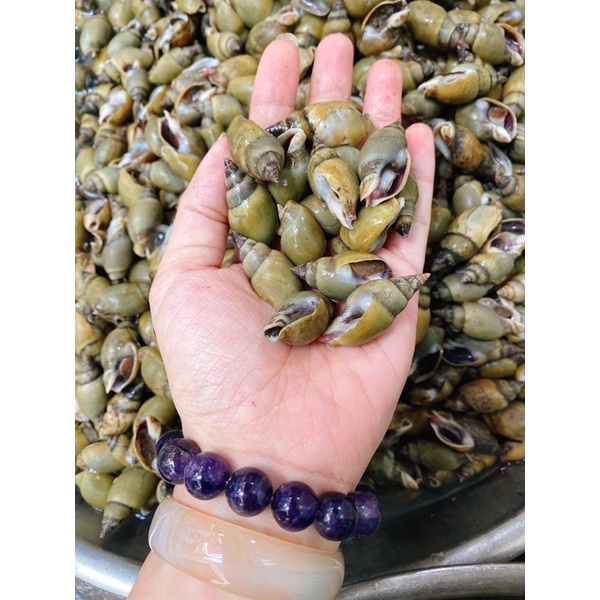 Ốc cà na tươi ngon chất lượng ( giá bán 1kg)