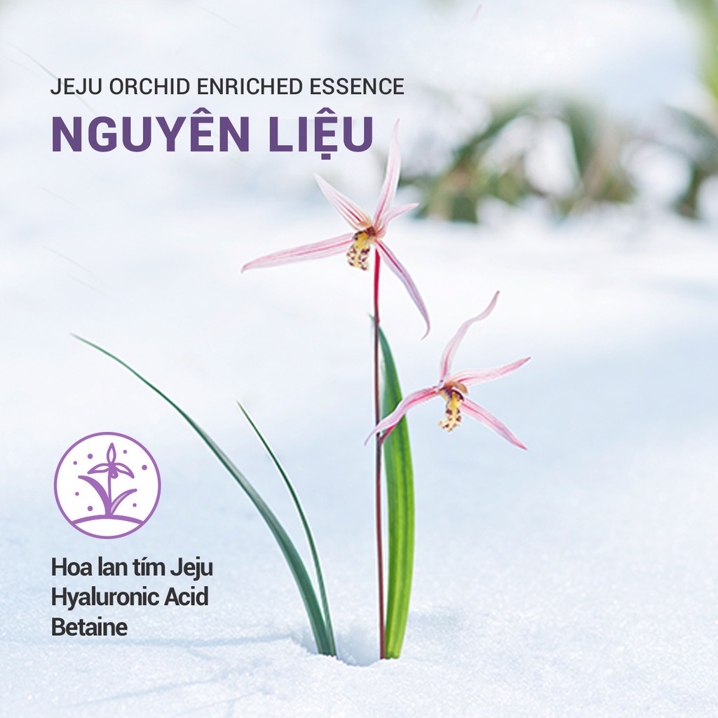(Quà tặng) Bộ tinh chất chống lão hóa hoa lan tím innisfree Jeju Orchid Enriched Essence Set
