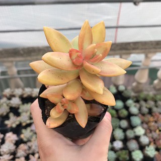 Sen Đá Đá Vàng Đủ Size | Xuất xứ Đà Lạt | Dễ trồng dễ chăm