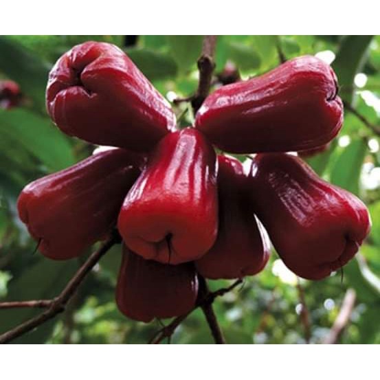 CÂY GIỐNG ROI ĐỎ (MẬN ĐỎ AN PHƯỚC)