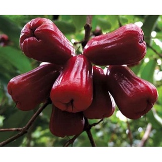 Cây giống roi đỏ