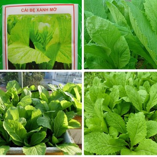 Hạt giống rau Cải bẹ xanh mỡ cao sản - Gói 20gram