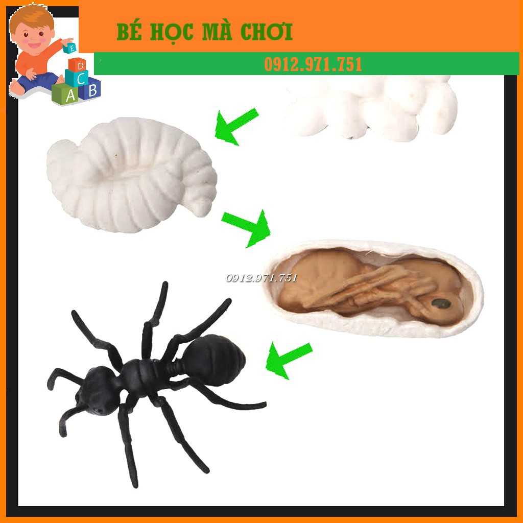 Mô hình Vòng đời của KIẾN - Ant life cycle