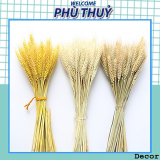 [Bó 20 cành Cỏ lúa mạch khô] trang trí decor