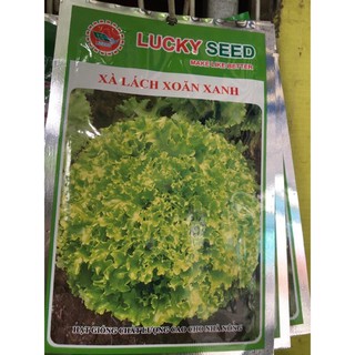 Hạt giống xà lách xoăn