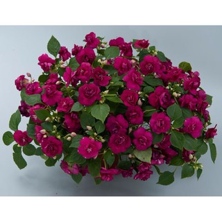 Hoa Mai địa thảo kép Mix – 10Hạt