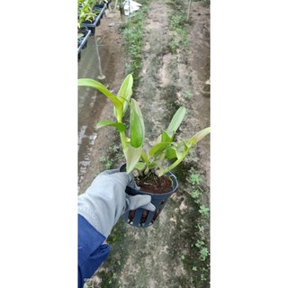 Hoa lan denro ngọc trai đen
