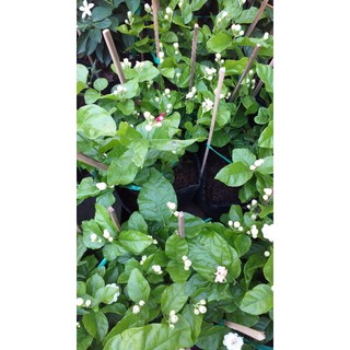 com bo 1 chậu hoa nhài, 2 cây sala cao 80cm.