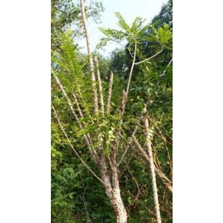 cây muồng truỗng ( ưng bất bạc)