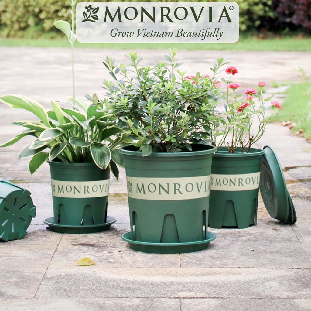Combo chậu trồng cây MONROVIA size lớn để bàn, ban công, ngoài trời, dòng M-series, tiêu chuẩn Châu Âu