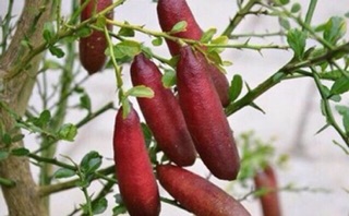 Cây chanh ngón tay nhập khẩu