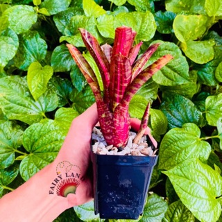 Dứa Nam Mỹ Hot Ember