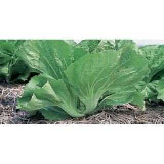 20GR - HẠT GIỐNG CẢI BẸ DƯA