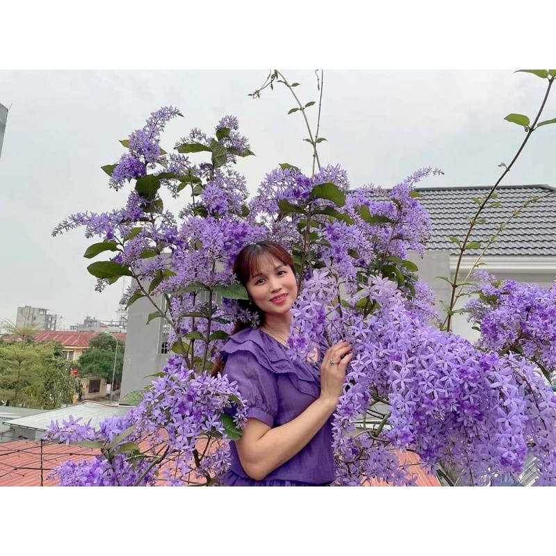 Mai xanh thái cây giống hình cuối