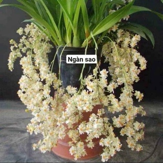 Hoa Lan vũ nữ ngàn sao(thơm nức mũi-1 khóm 2-3 cây)