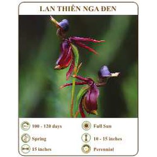 Hạt giống lan thiên nga đen - THE XANH