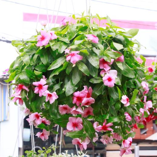 Hoa Dừa cạn chậu treo sai hoa đủ màu thân rủ 35-40cm (Vui lòng liên hệ trước khi đặt hàng 0971006008)