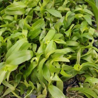 Com bo 3 cốc hoa phong lan - 5ct họng tím