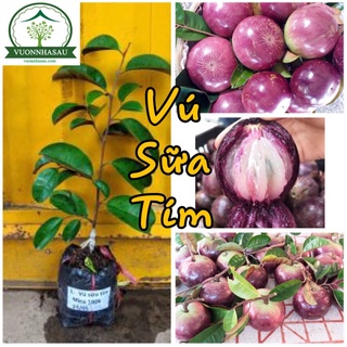 Cây vú sữa lò rèn, vú sữa tím