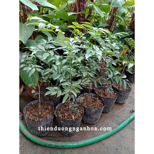 combo 2 cây móc mật cao trên 50cm