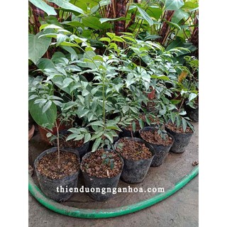 combo 2 cây móc mật cao trên 50cm