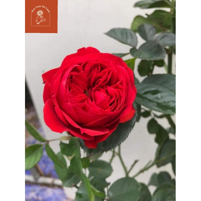 Hoa hồng ngoại Red Apple rose cây nguyên bản  đẹp hoàn mĩ,sai hoa và cực lâu tàn -HoaTuoiMeLinh