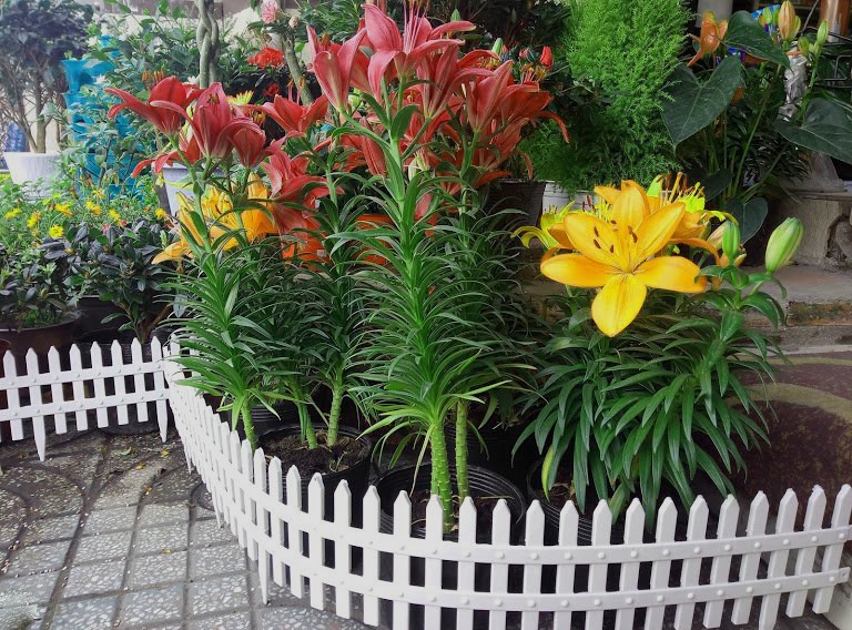 Hàng Rào Nhựa Trang Trí Sân Vườn - Kích Thước 50 x 30 cm