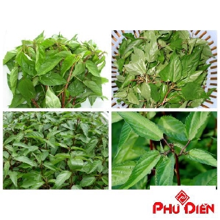 500 hạt giống rau đay đỏ cao sản  PHÚ ĐIỀN