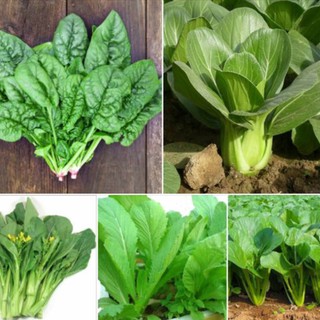 Combo 5 gói hạt giống rau cải ( cái bó xôi + cải ngọt + cải xanh + cải chíp + cải ngòng )