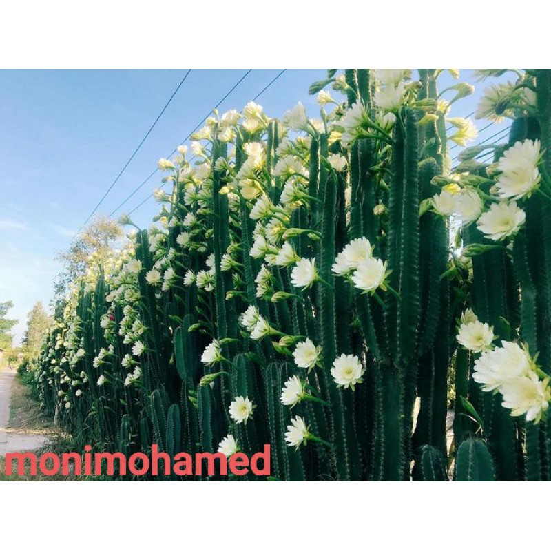 Xương rồng trụ cao tầm trung khoảng 40cm - 60cm