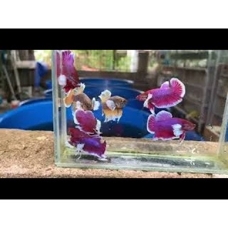 Combo 1 cặp Dumbo Betta