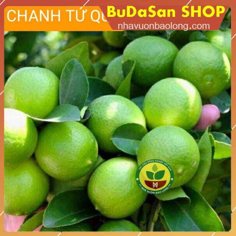 GIỐNG CHANH TỨ QUÝ - Ông Trùm Cây Giống F1