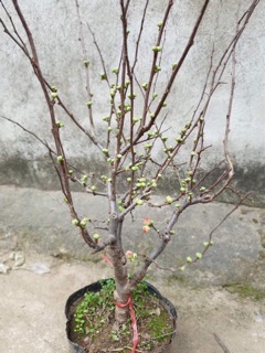 Mai đỏ siêu nụ