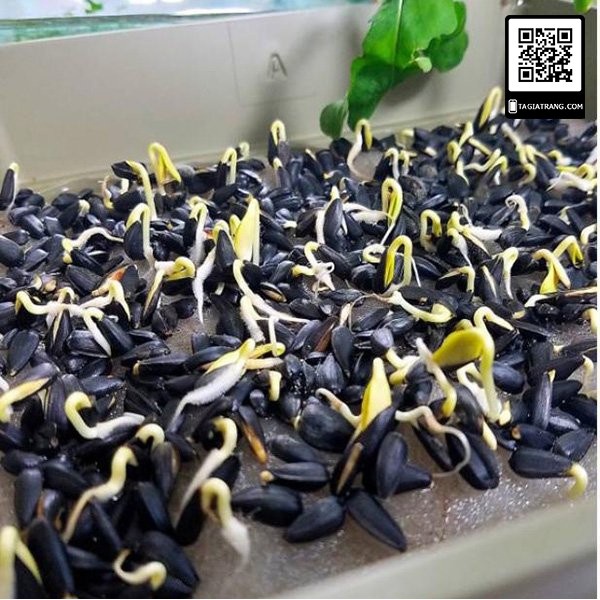 1Kg Hạt giống rau mầm hướng dương - Thế giới rau mầm Tạ Gia Trang
