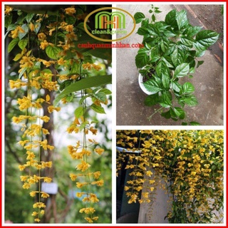 Cây lan hoàng dương chuỗi ngọc siêu hoa mang sự may mắn, thịnh vượng, tài lộc cho gia chủ tặng phân