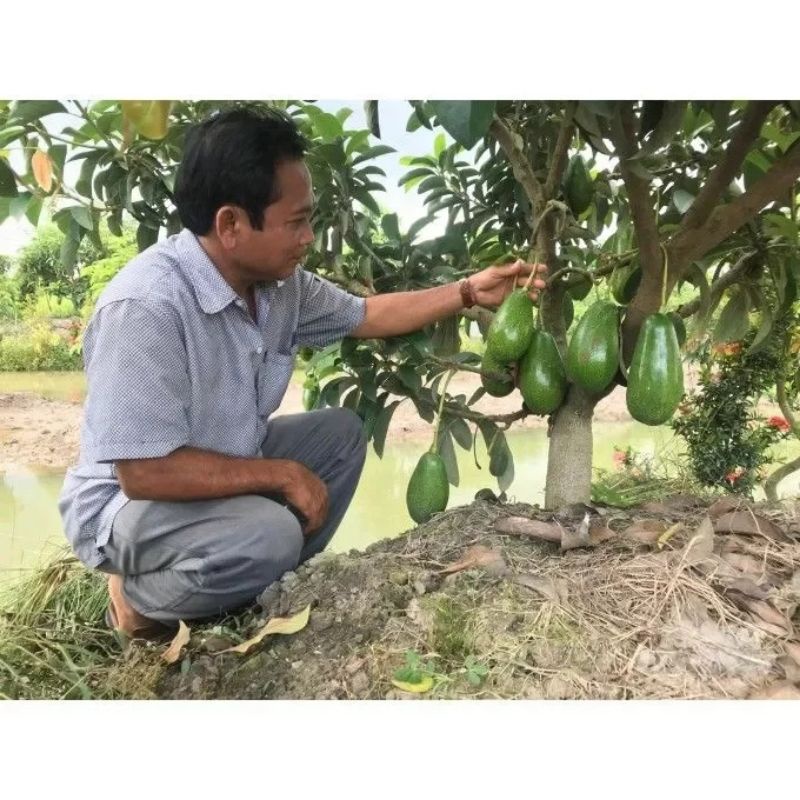 CÂY GIỐNG BƠ LÙN THANH SƠN SIÊU SỚM CÂY GHÉP