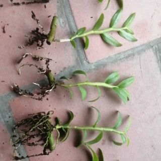 Phi điệp 5ct phú thọ