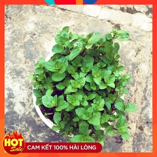 Cây Bạc Hà Chocolate Mint