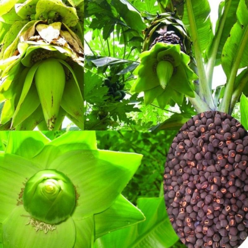 1kg Hạt Chuối Rừng Cô Đơn Sao Vàng - Hàng loại 1, mới,  sạch,  khô,  thơm