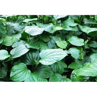 combo 20 cây lá lốt cây giống