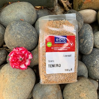 Hạt lúa mì hữu cơ Sotto 500g - Cỏ Lúa Mì Đỏ Wheatgrass (Triticum aestivum)