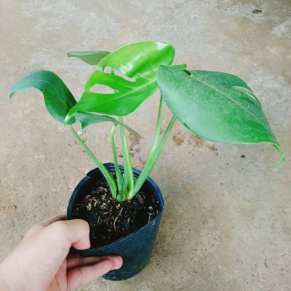 Trầu Bà Lá Xẻ - trầu bà nam mỹ - caykiengsadec
